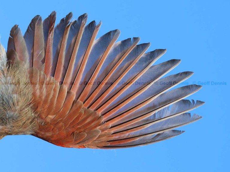 NOCA-DC_Northern-Cardinal