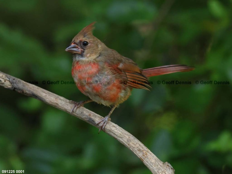 NOCA-DD_Northern-Cardinal