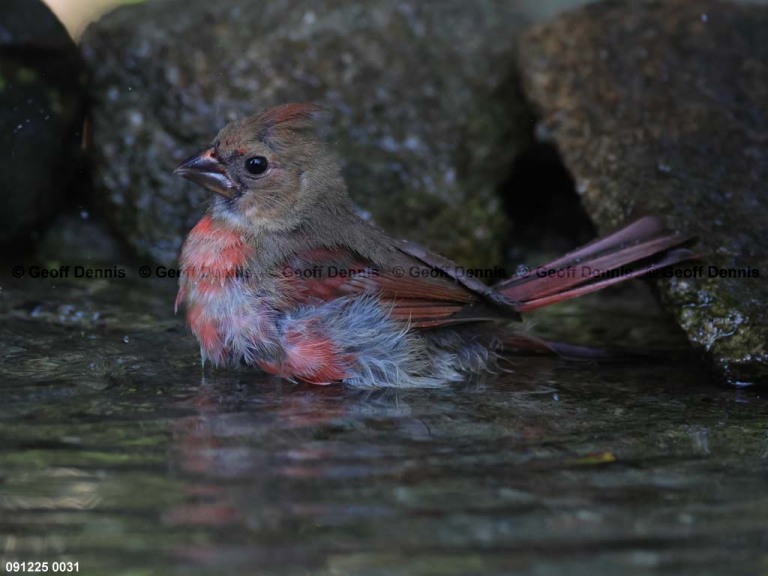 NOCA-DE_Northern-Cardinal