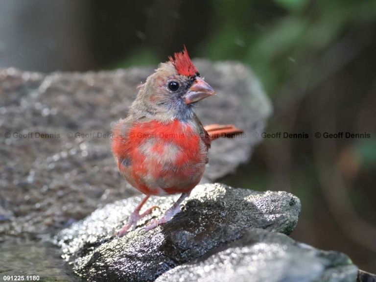 NOCA-DF_Northern-Cardinal