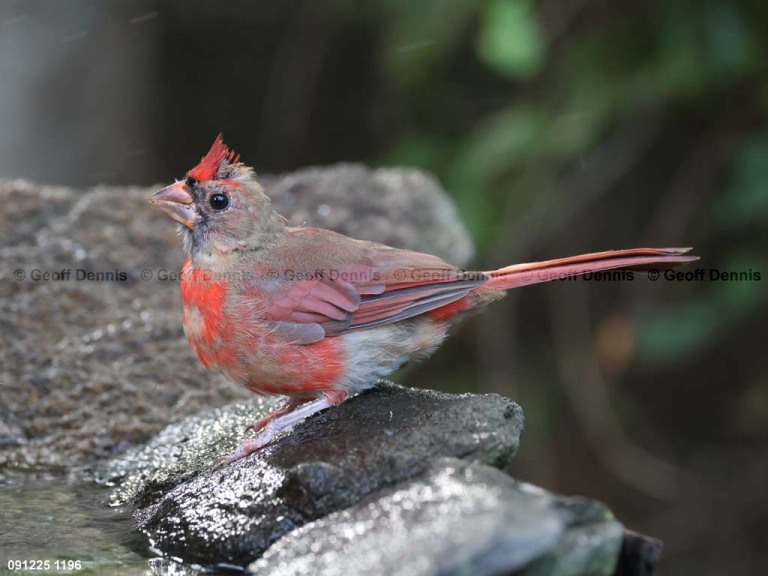 NOCA-DG_Northern-Cardinal