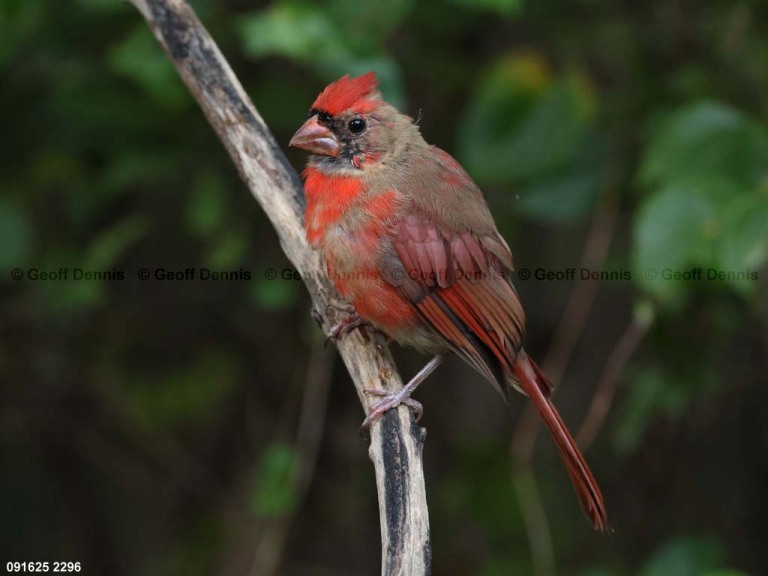 NOCA-DH_Northern-Cardinal