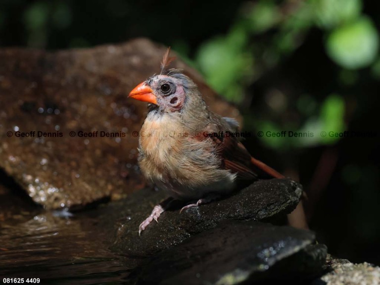 NOCA-DI_Northern-Cardinal