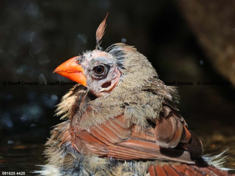 NOCA-DJ_Northern-Cardinal