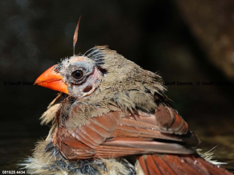 NOCA-DK_Northern-Cardinal