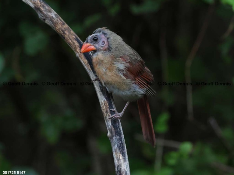 NOCA-DL_Northern-Cardinal