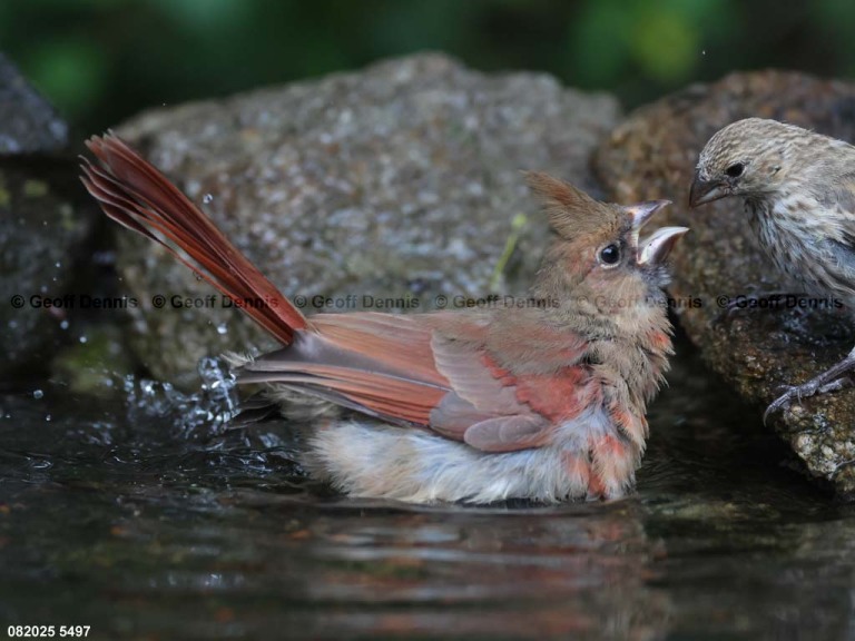 NOCA-DM_Northern-Cardinal