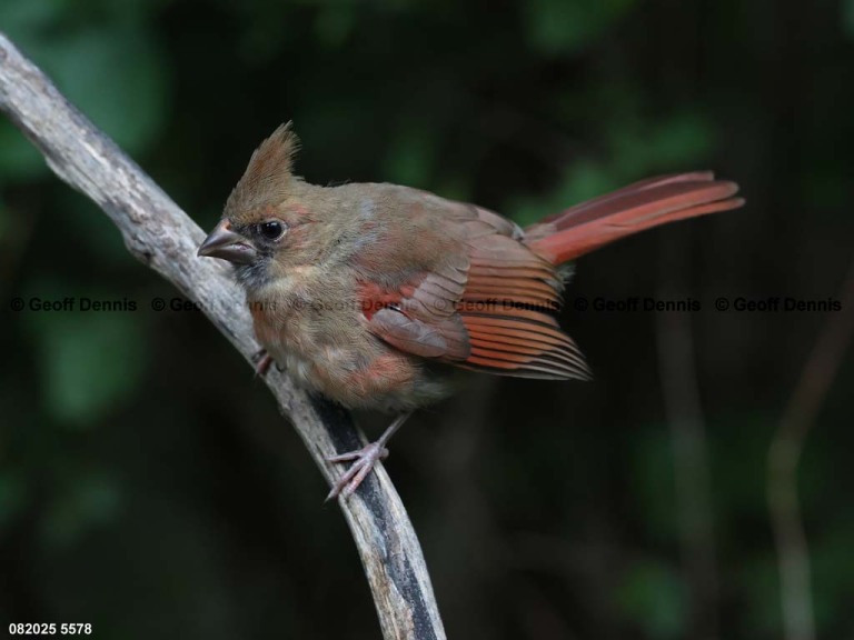 NOCA-DN_Northern-Cardinal