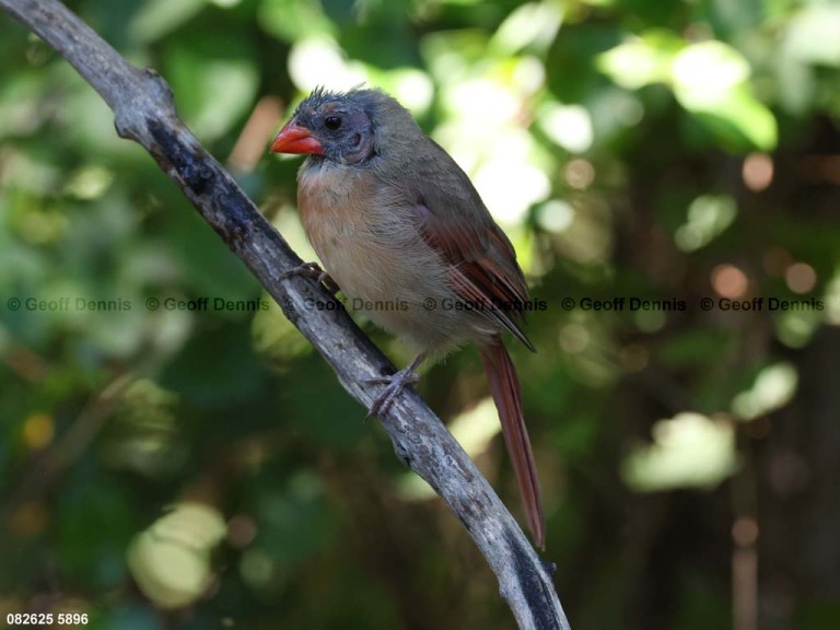 NOCA-DO_Northern-Cardinal