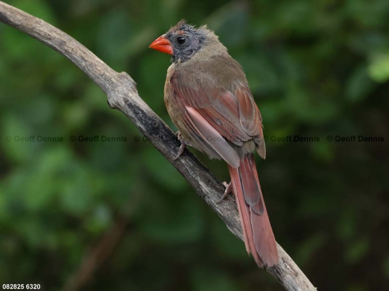NOCA-DP_Northern-Cardinal