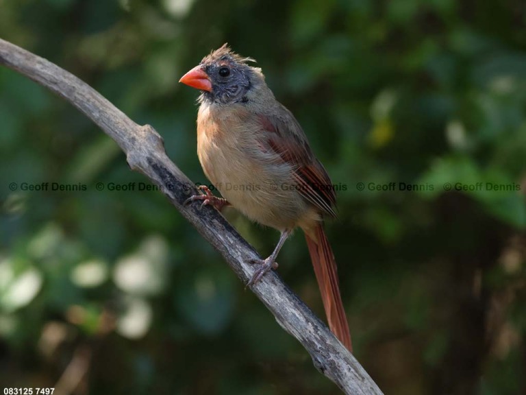 NOCA-DQ_Northern-Cardinal