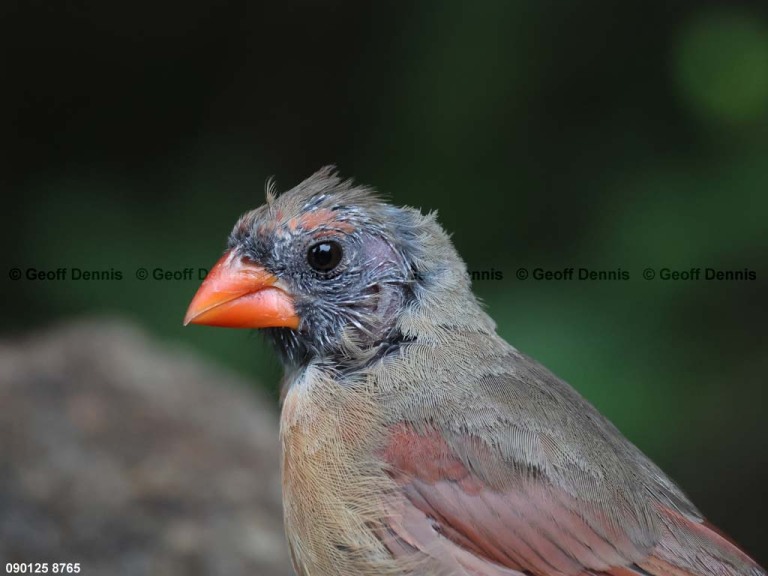 NOCA-DR_Northern-Cardinal