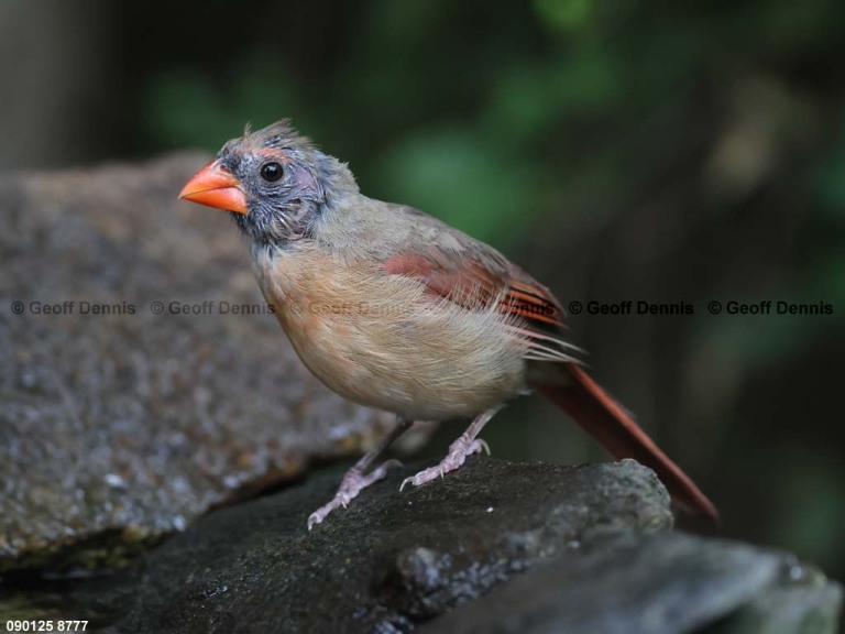 NOCA-DS_Northern-Cardinal
