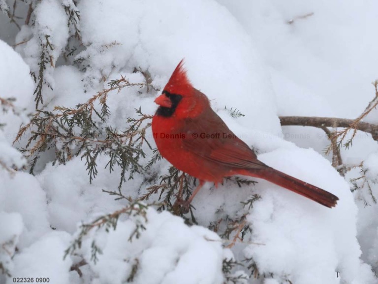 NOCA-DT_Northern-Cardinal