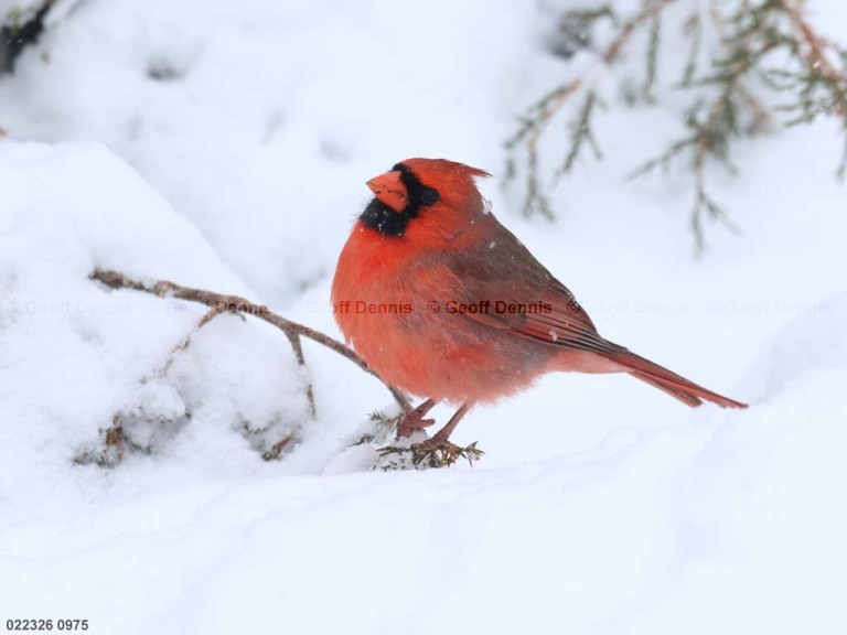 NOCA-DU_Northern-Cardinal