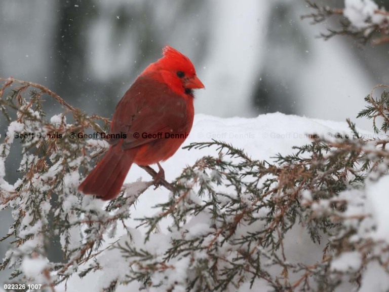 NOCA-DV_Northern-Cardinal
