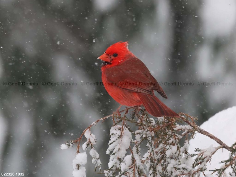 NOCA-DW_Northern-Cardinal