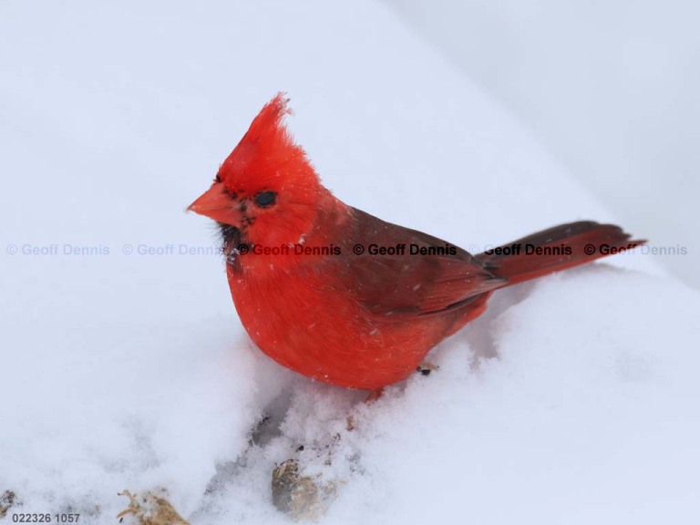 NOCA-DX_Northern-Cardinal