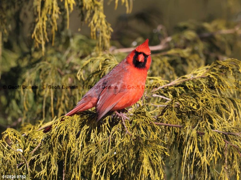 NOCA-DZ_Northern-Cardinal