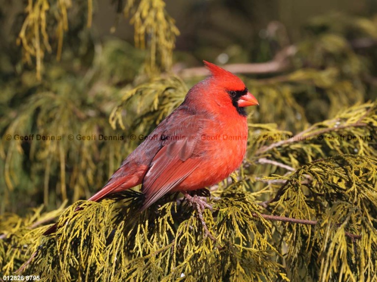 NOCA-EA_Northern-Cardinal