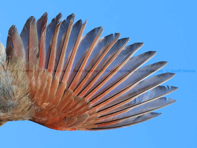 NOCA-EB_Northern-Cardinal