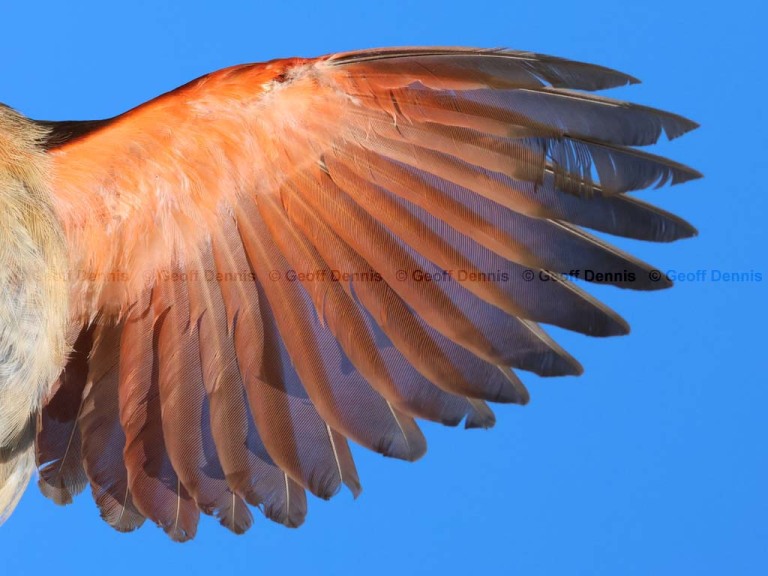 NOCA-EC_Northern-Cardinal