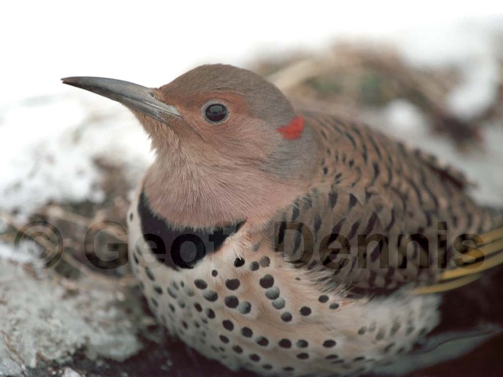 NOFL-AA_Northern-Flicker