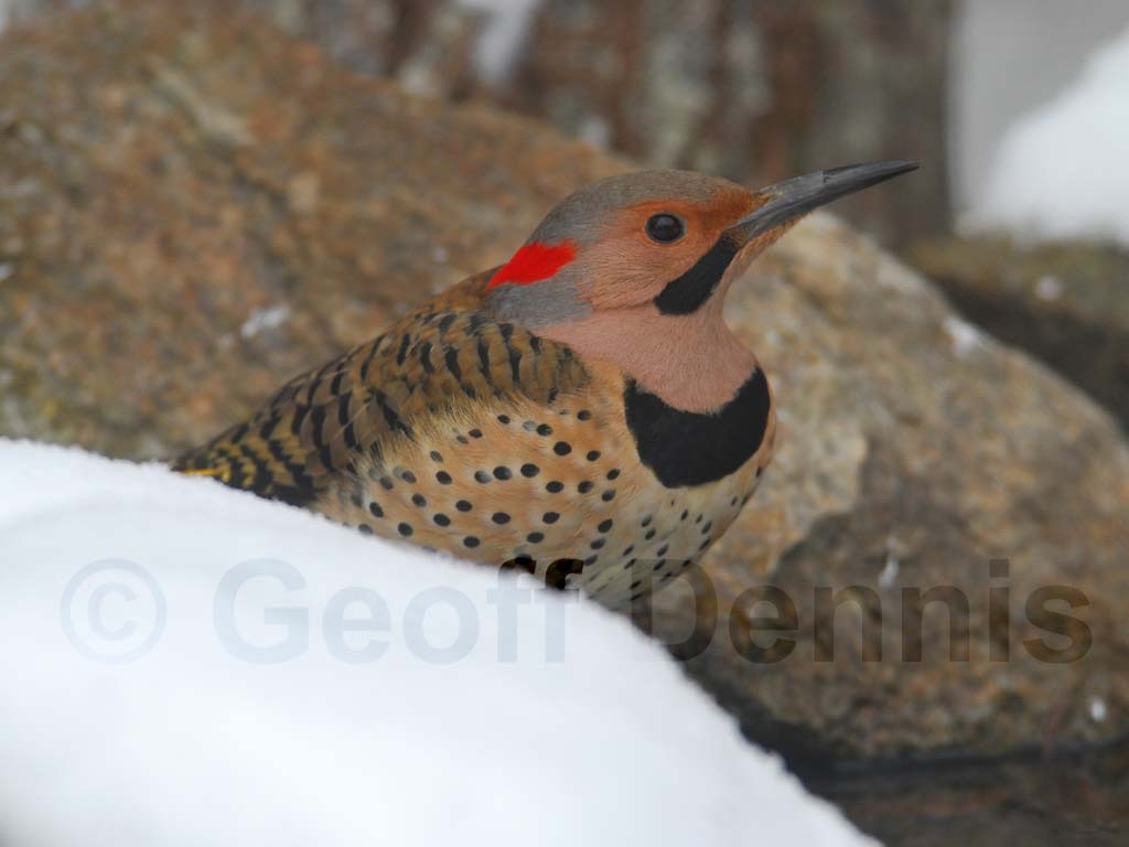 NOFL-AB_Northern-Flicker