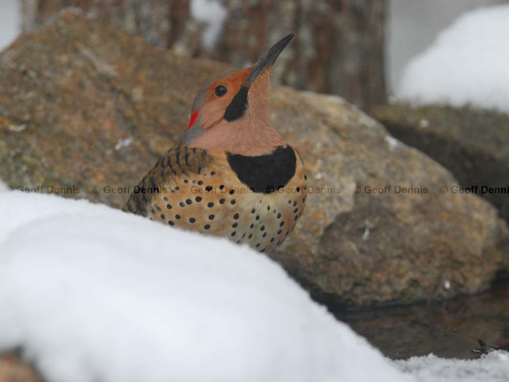NOFL-AC_Northern-Flicker