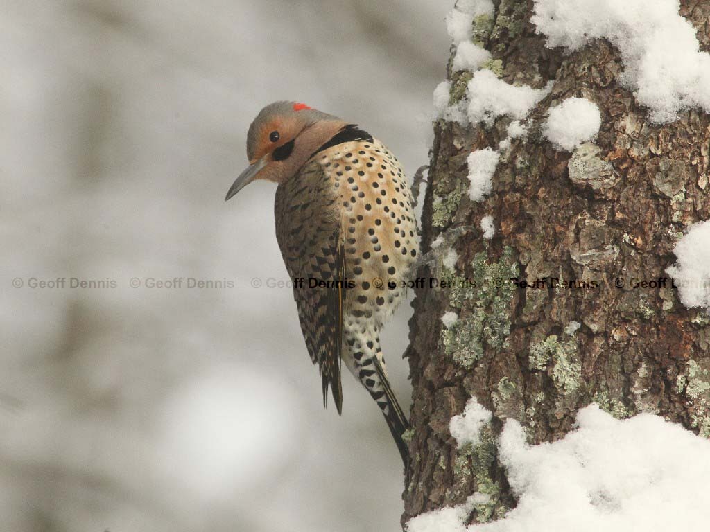 NOFL-AD_Northern-Flicker