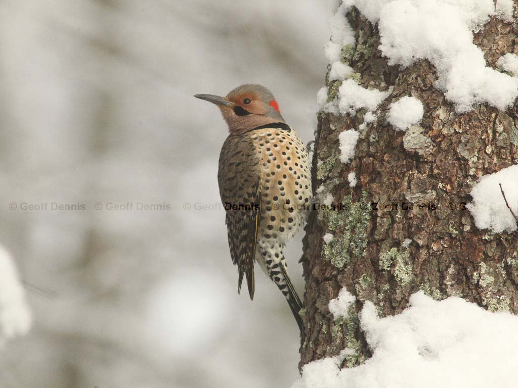 NOFL-AE_Northern-Flicker