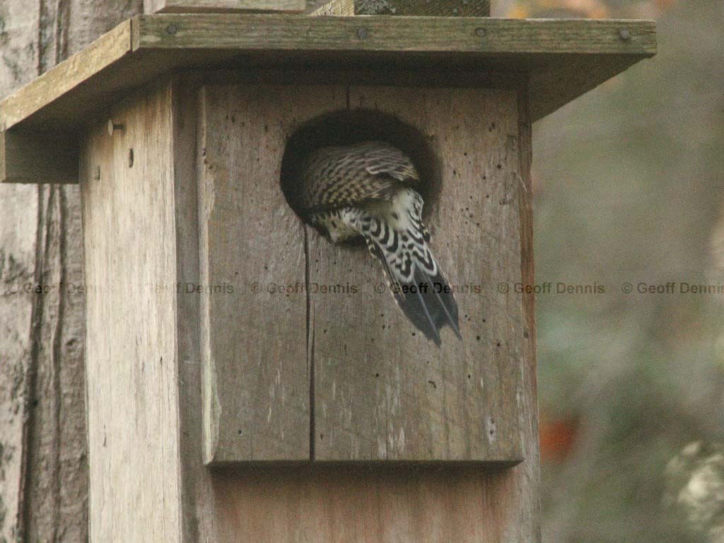 NOFL-AF_Northern-Flicker