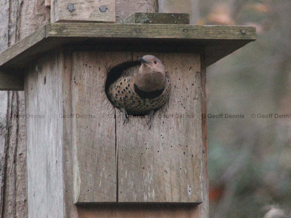 NOFL-AG_Northern-Flicker