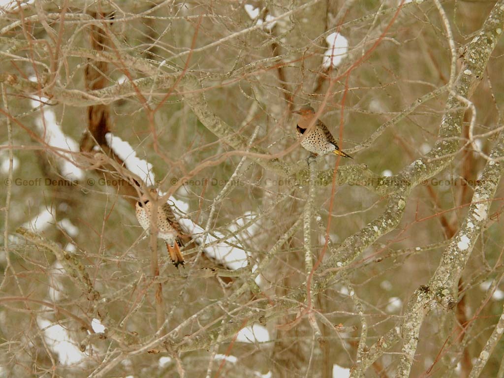 NOFL-AI_Northern-Flicker
