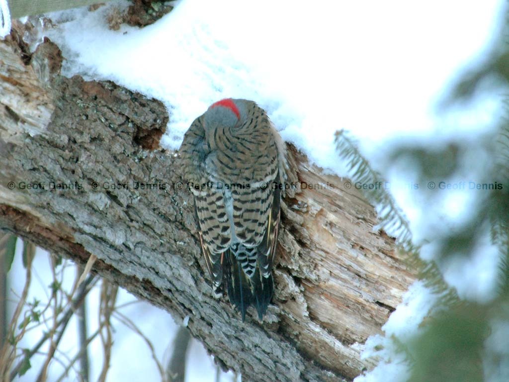 NOFL-AJ_Northern-Flicker