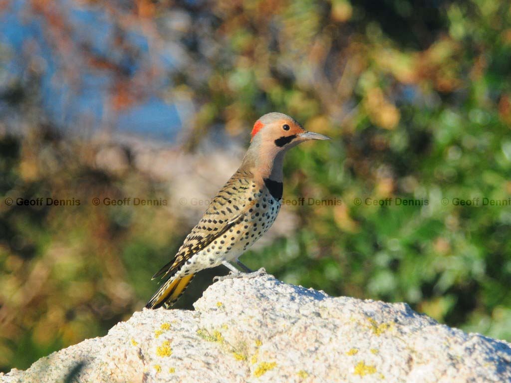 NOFL-AK_Northern-Flicker