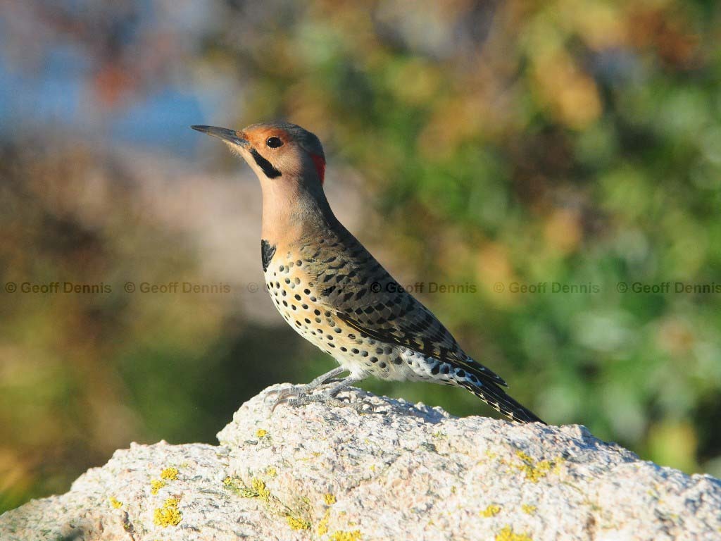 NOFL-AL_Northern-Flicker