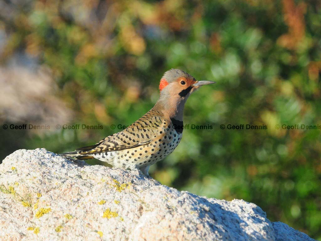 NOFL-AM_Northern-Flicker