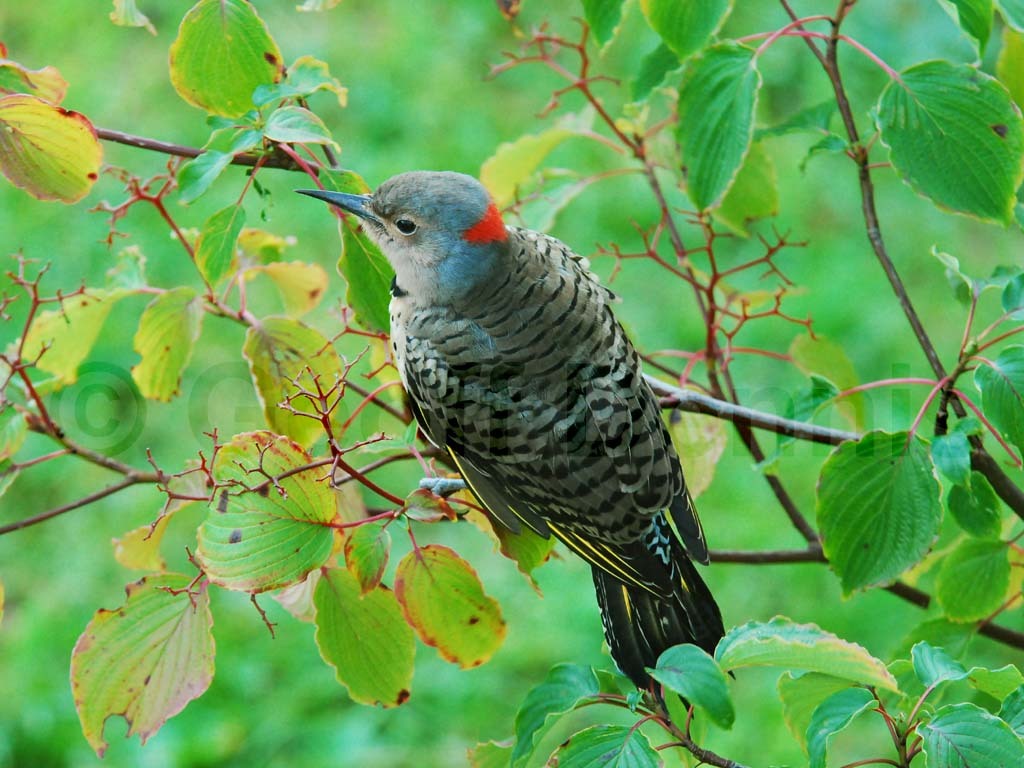 NOFL-AO_Northern-Flicker