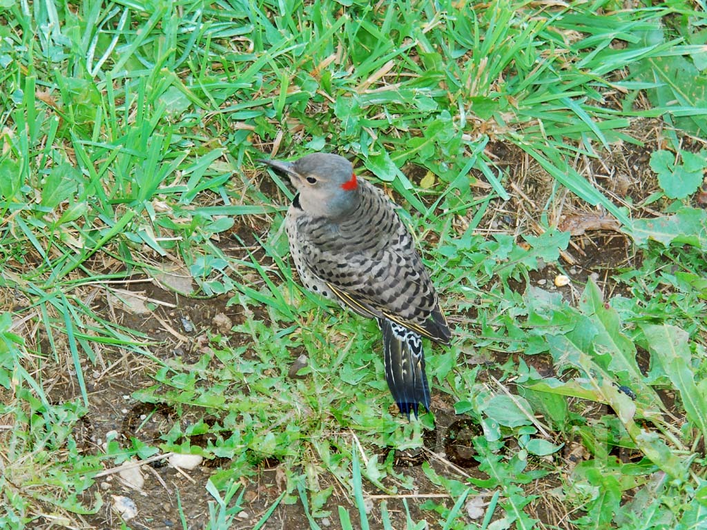 NOFL-AP_Northern-Flicker