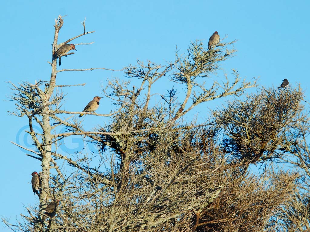 NOFL-AQ_Northern-Flicker