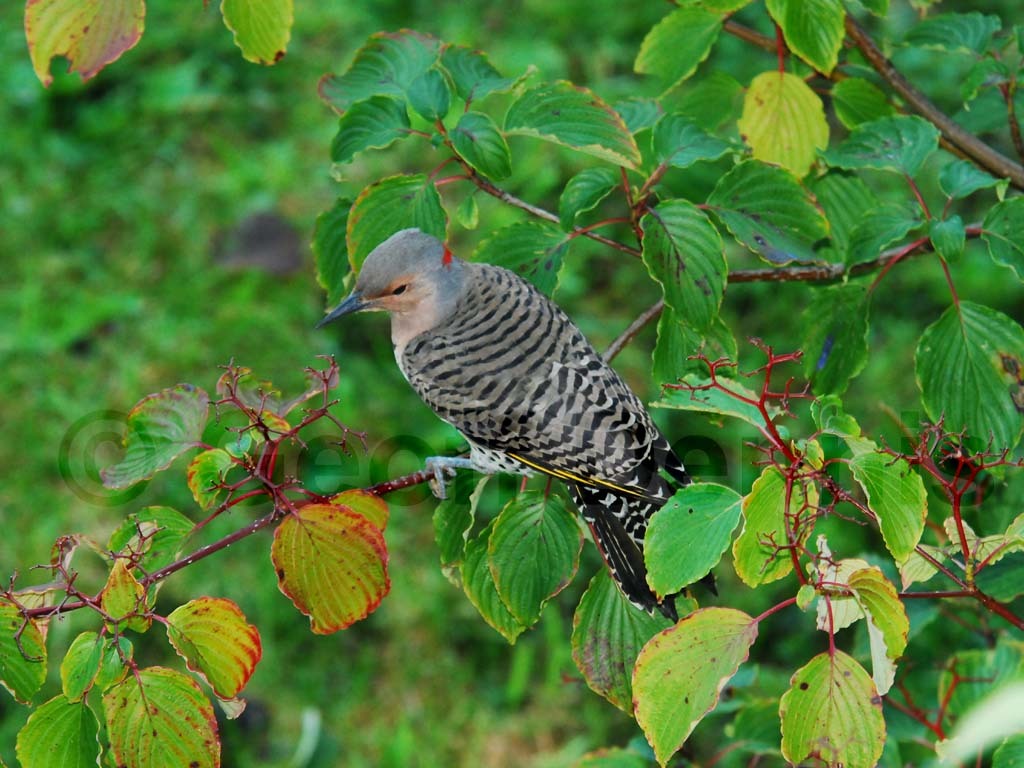 NOFL-AR_Northern-Flicker