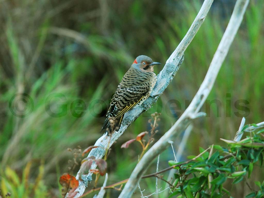 NOFL-AS_Northern-Flicker