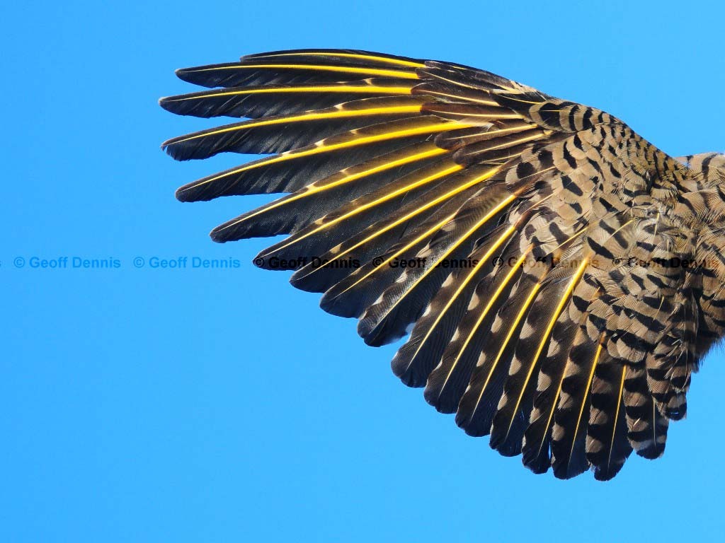NOFL-AU_Northern-Flicker