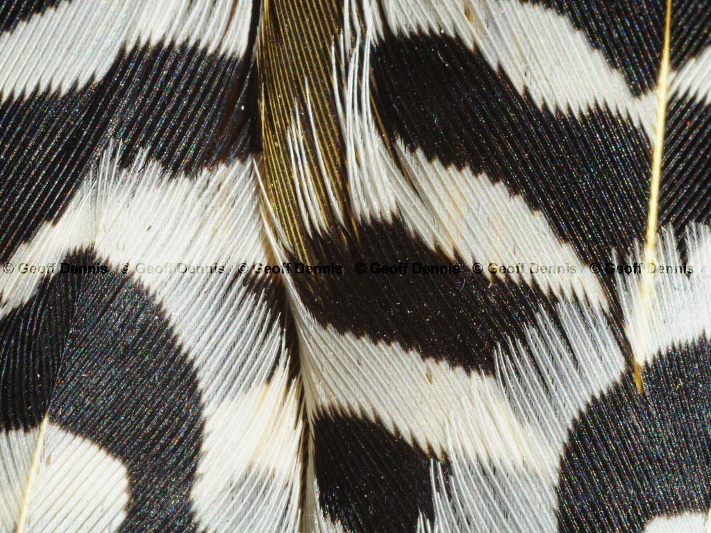 NOFL-AW_Northern-Flicker