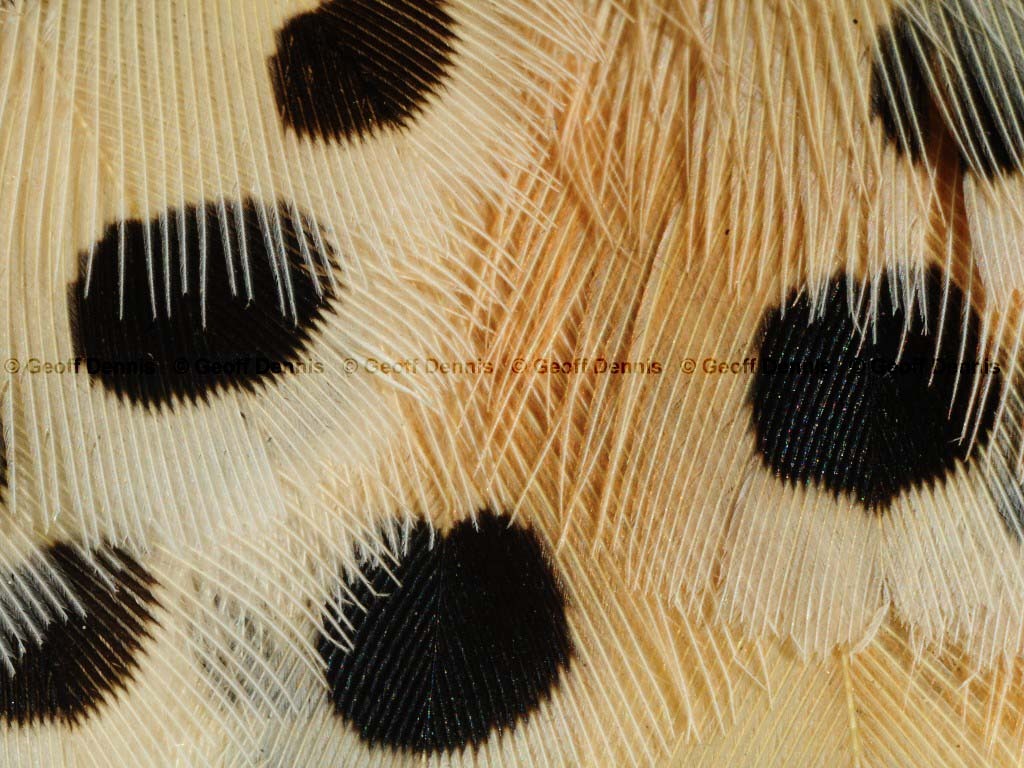 NOFL-AX_Northern-Flicker