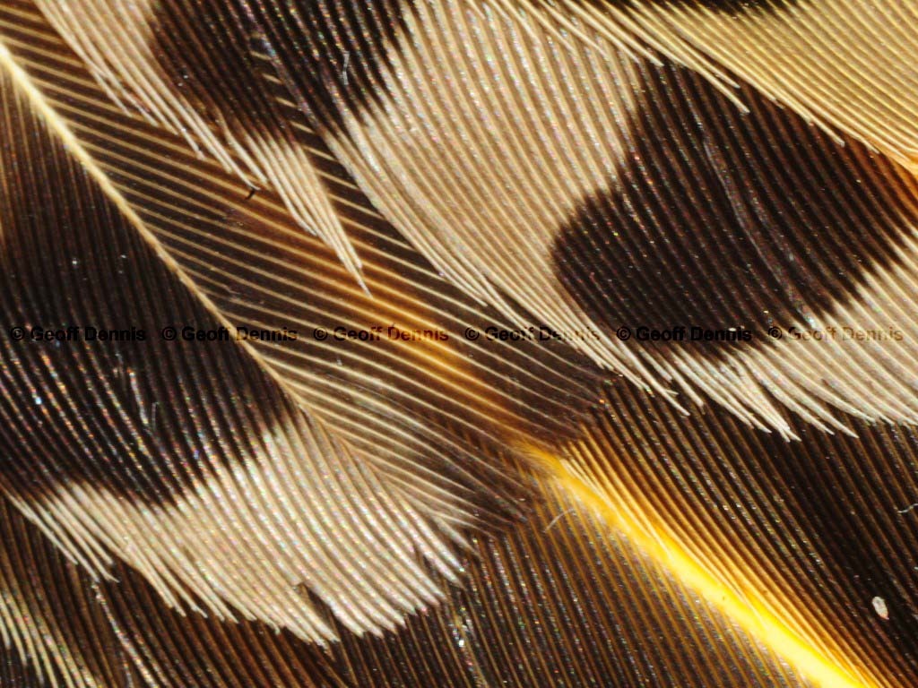 NOFL-AZ_Northern-Flicker
