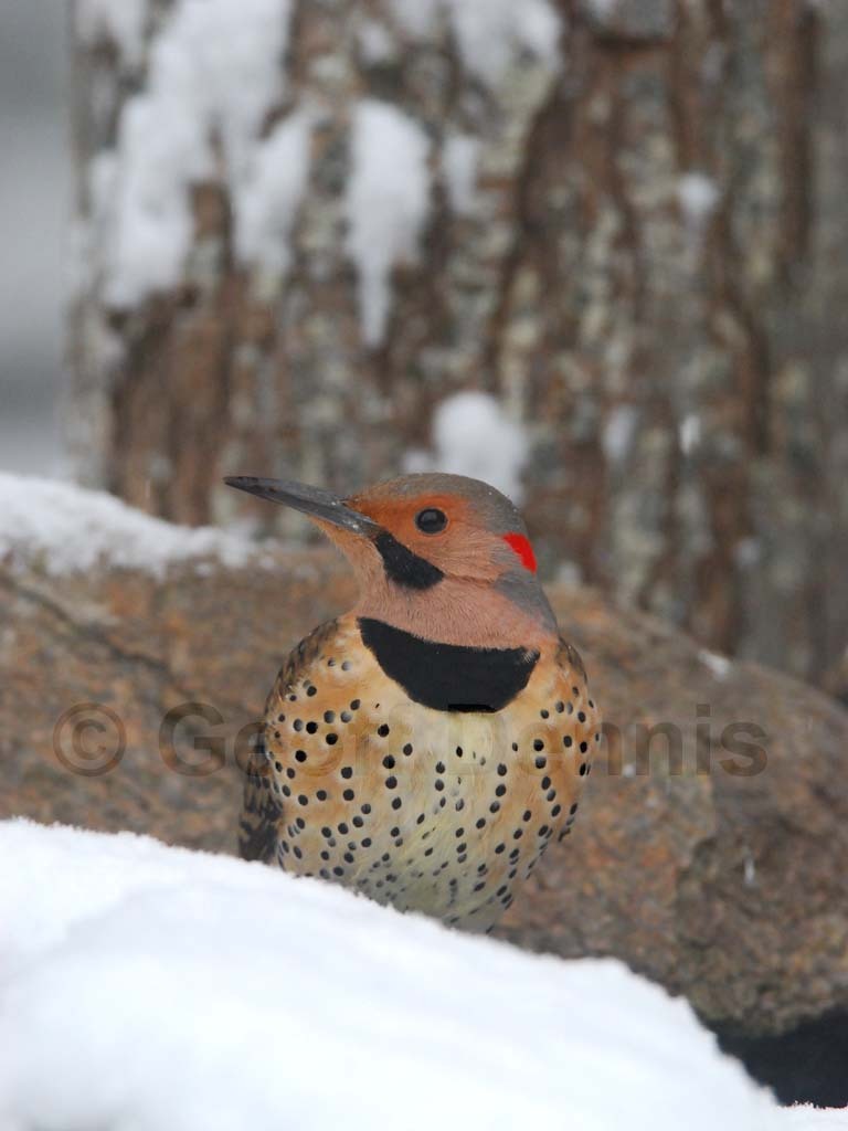 NOFL-BB_Northern-Flicker