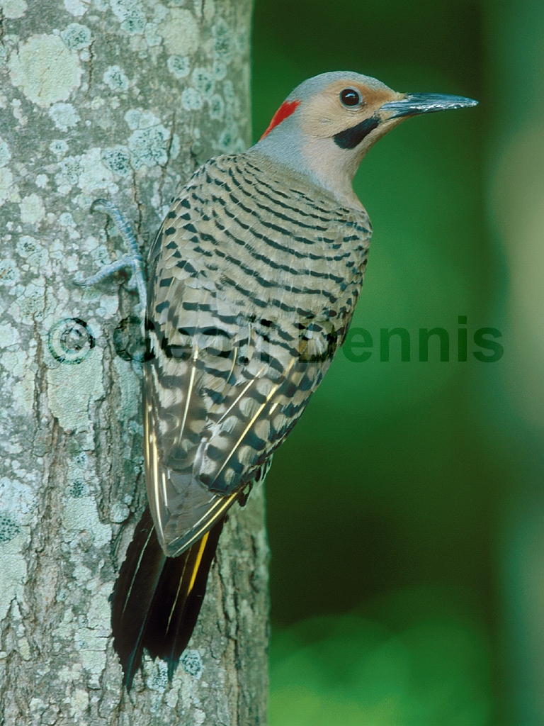 NOFL-BC_Northern-Flicker
