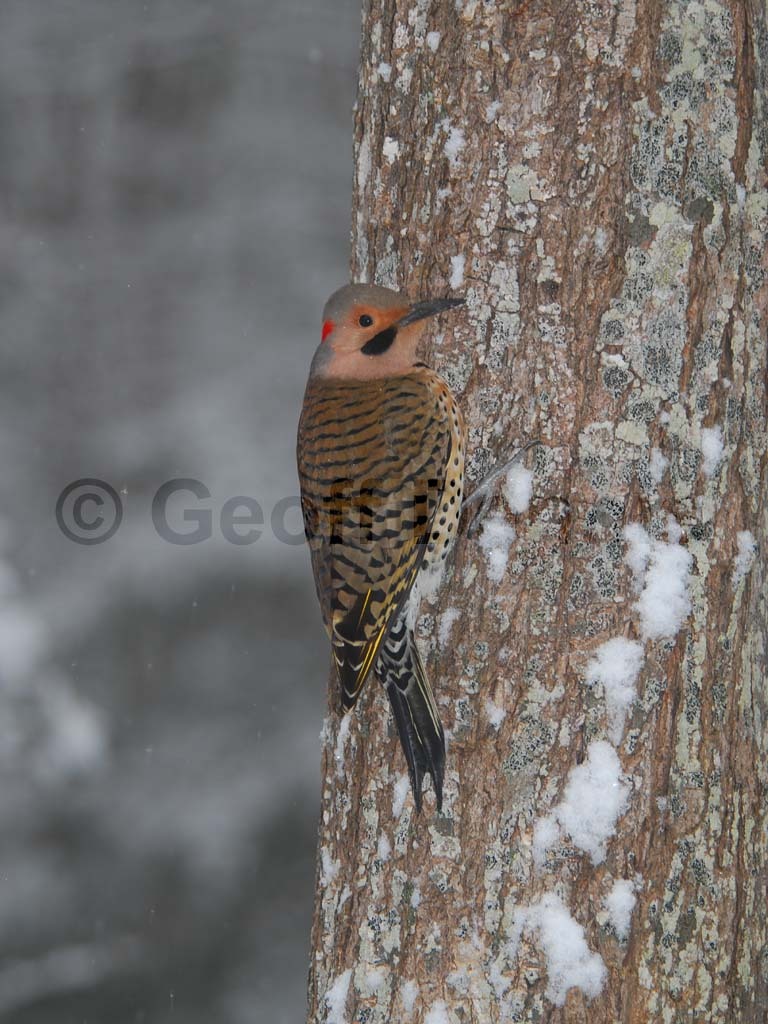 NOFL-BD_Northern-Flicker